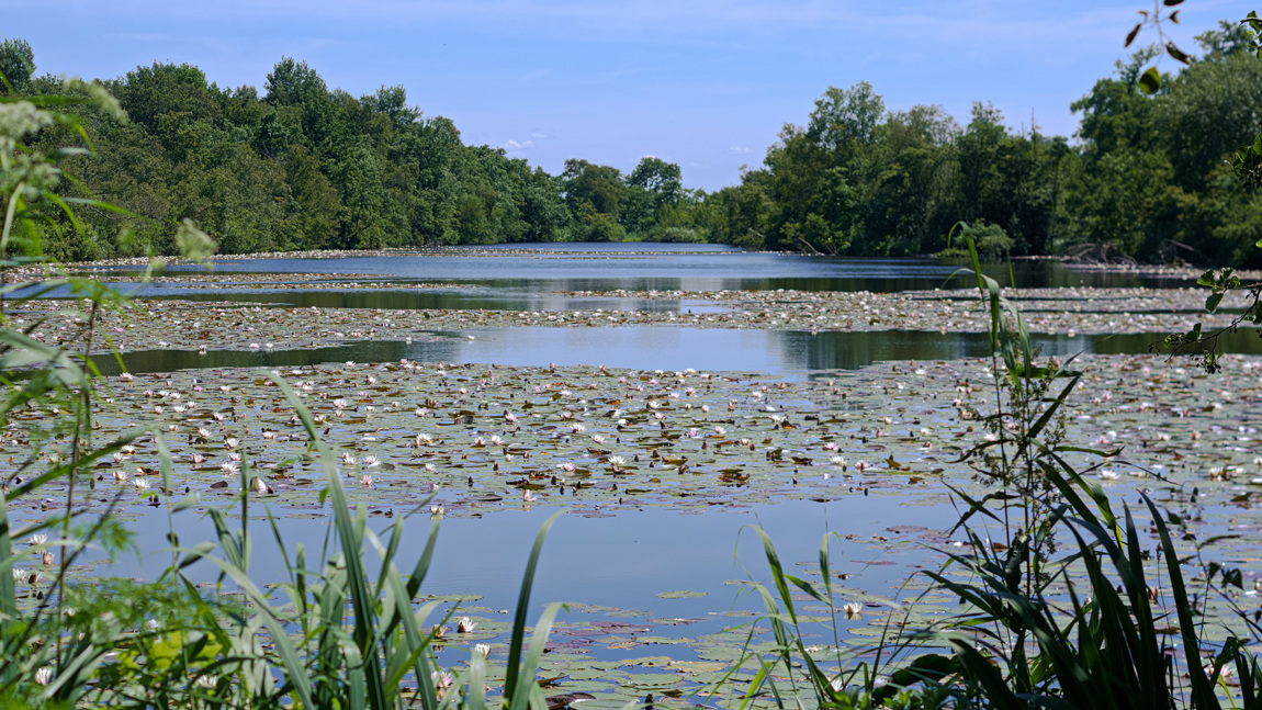 Het kleine natuurgebied de Haeck wordt een lusthof genoemd.