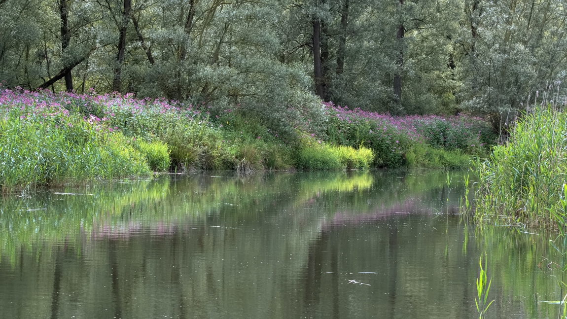 De reuzenbalsemien is een exoot uit de Himalaya die hier is verwilderd.