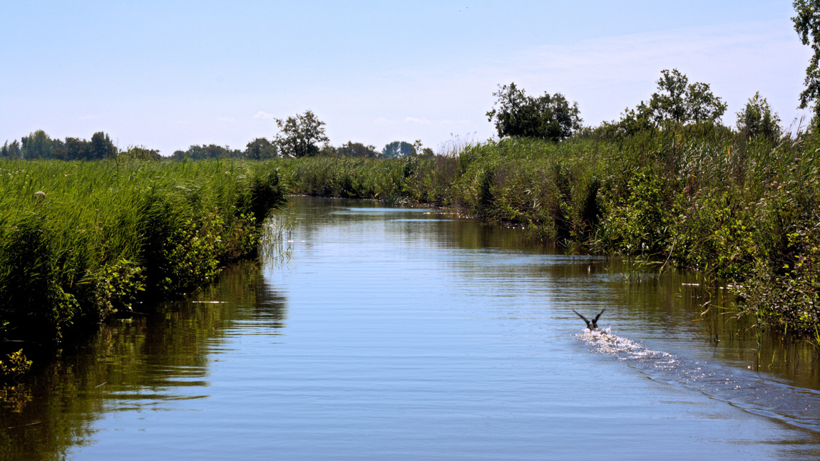 De Nieuwkoopse plassen omvatten talloze petgaten, legakkers, plasjes, vaarten, sloten, rietlanden, weilanden en drassige gebieden.