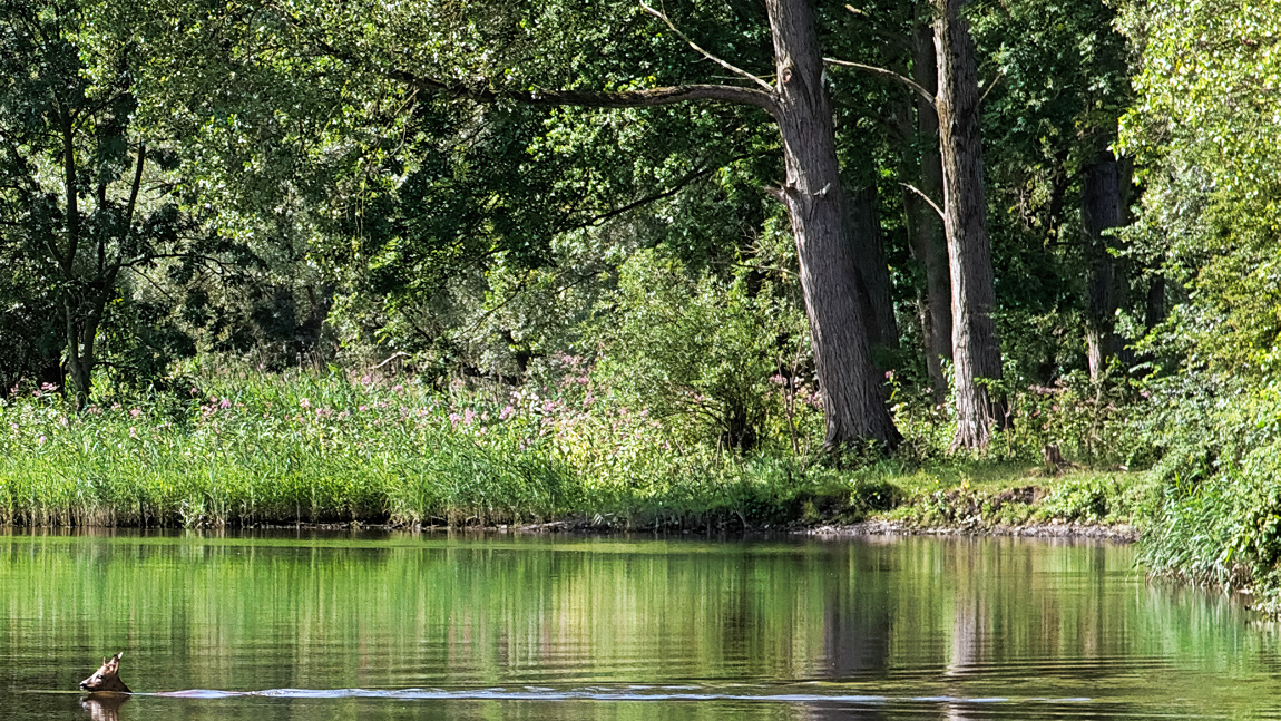 Een ree steekt zwemmend het Gat van de Stek over.