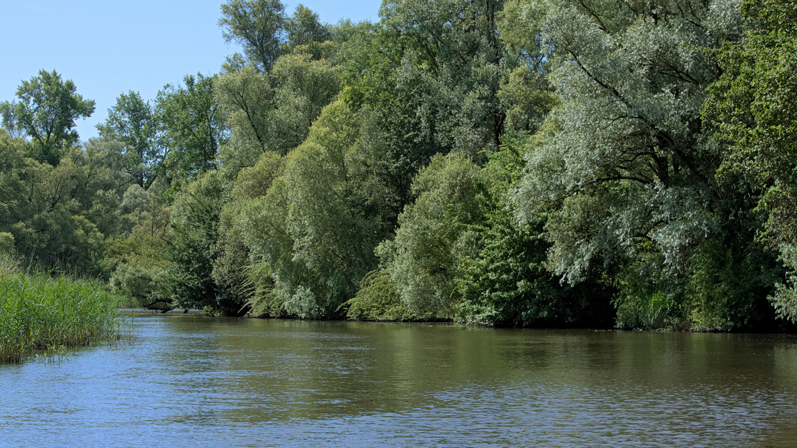 De Biesbosch is een nationaal park waar de natuur zijn gang mag gaan.